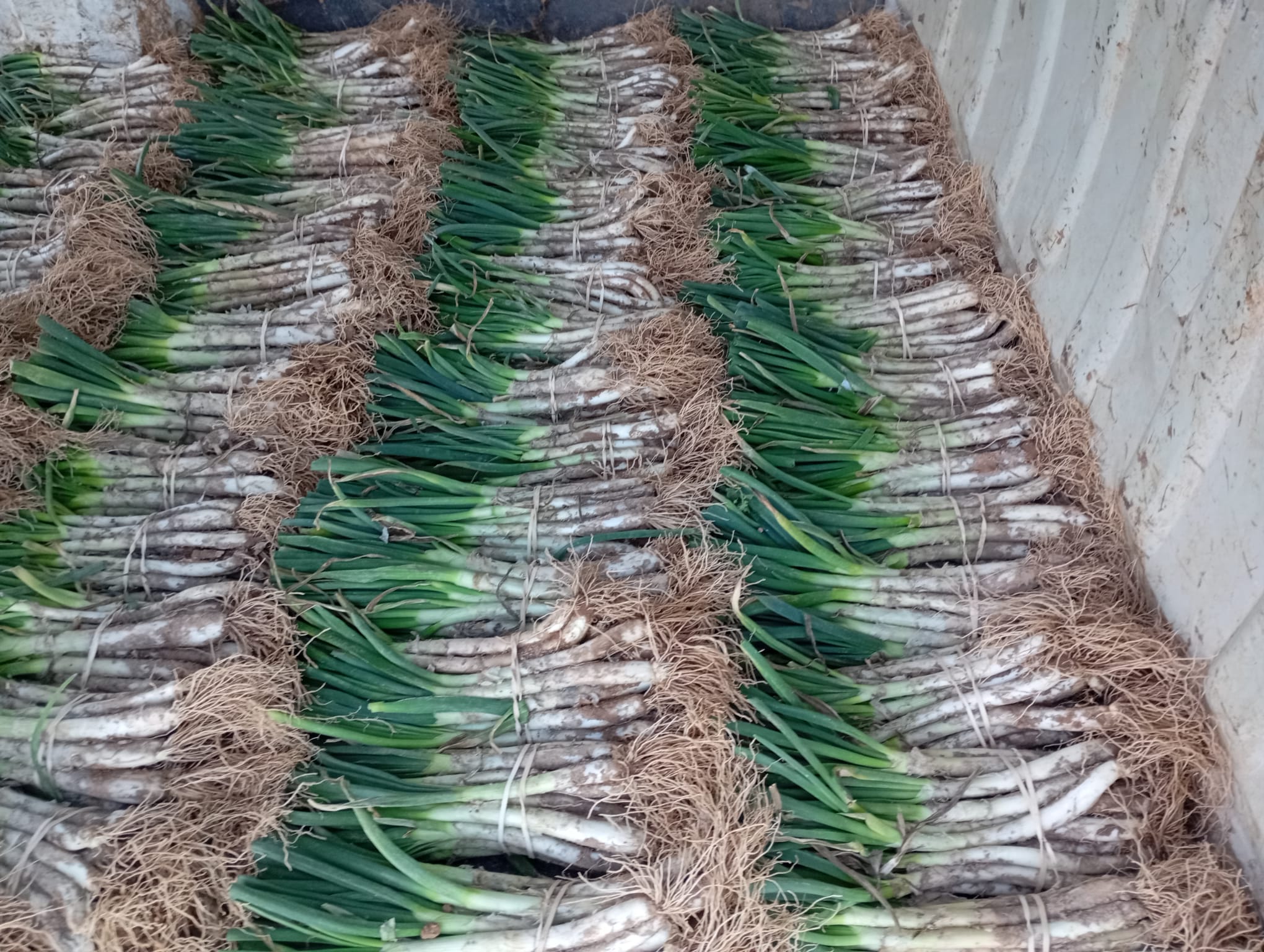 Manats de calçots acabats de collir amb terra a les arrels
