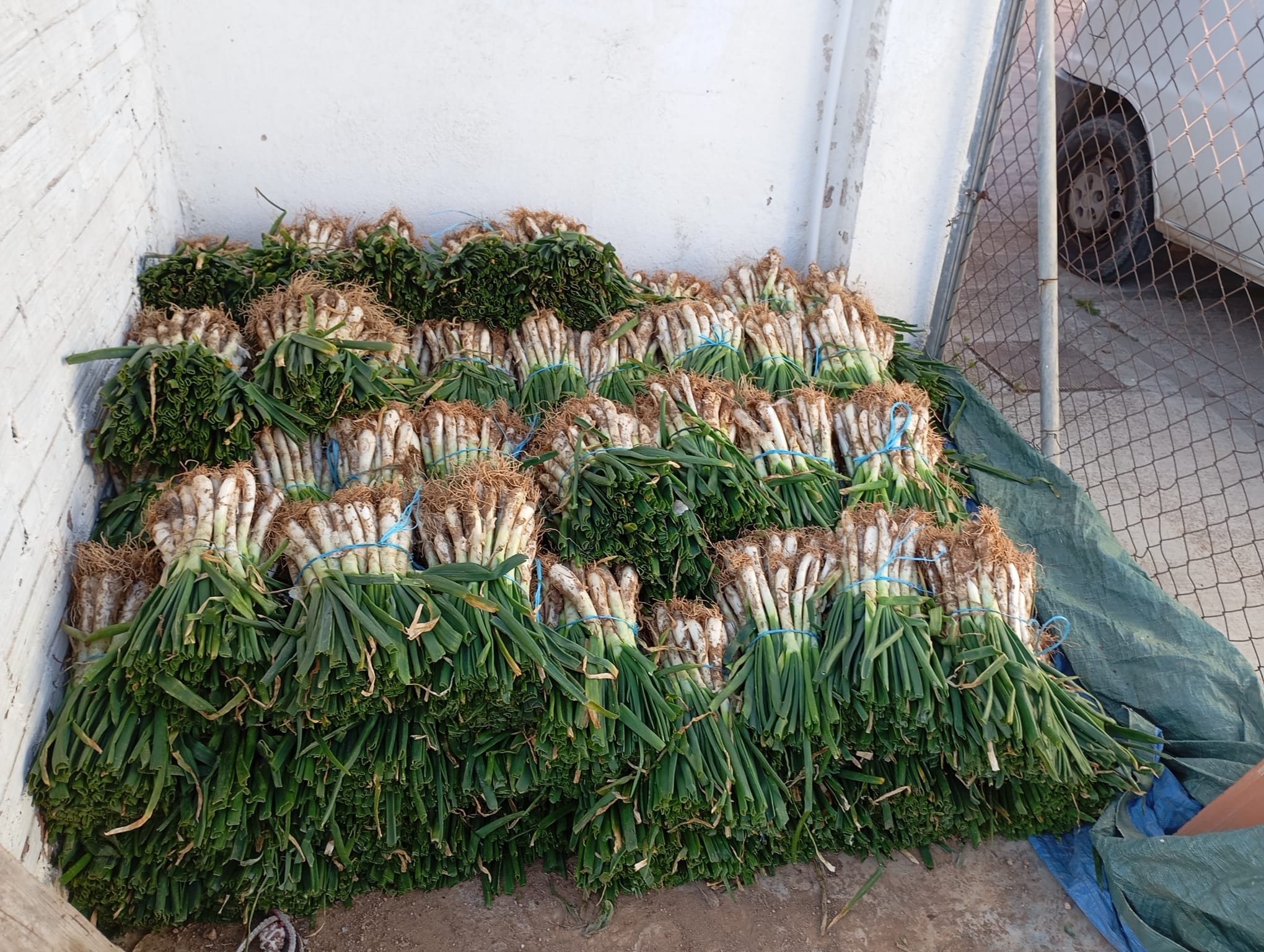 Calçots nets i lligats en manats, a punt per vendre