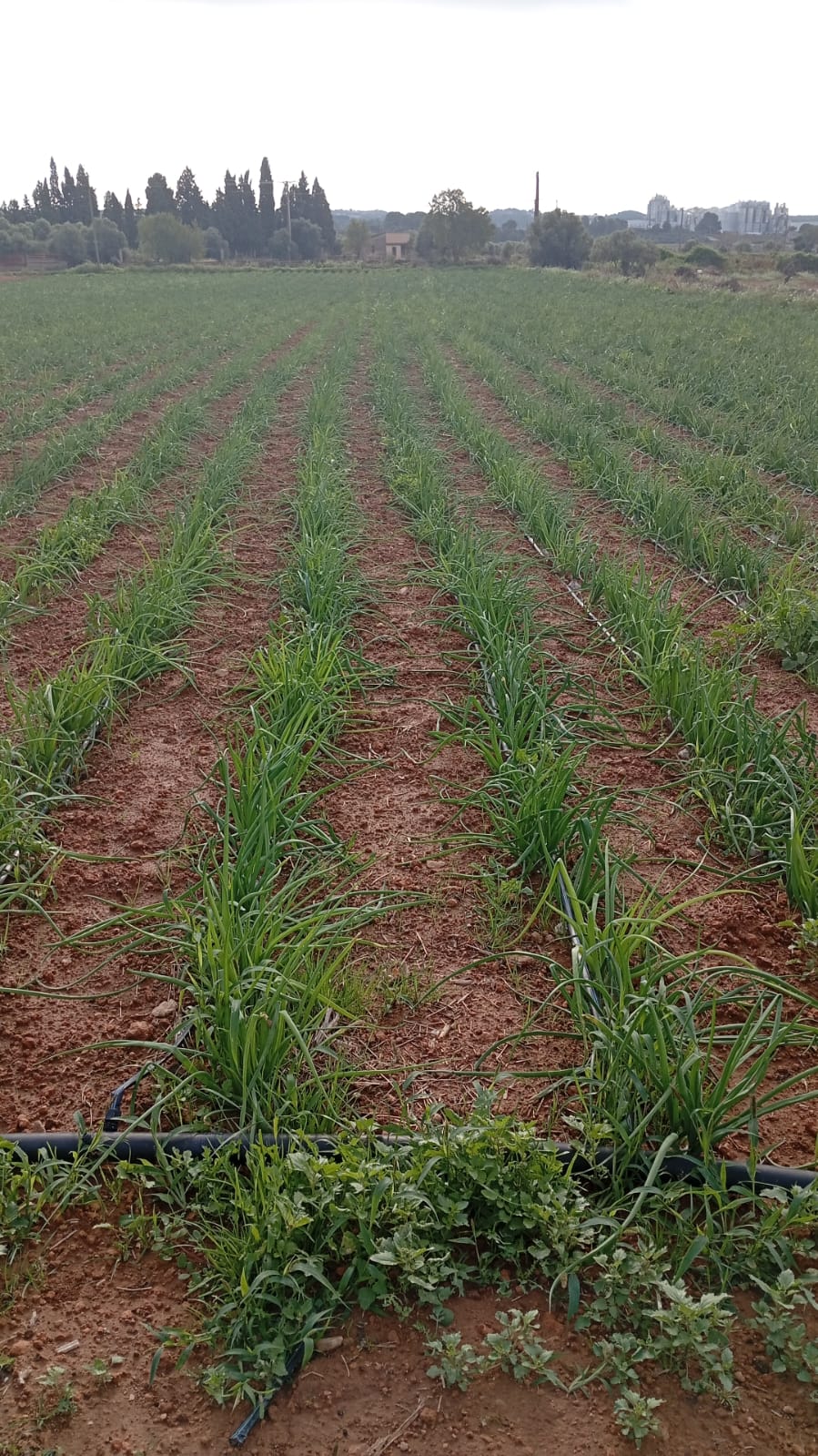 Fileres verdes de calçots creixent al camp