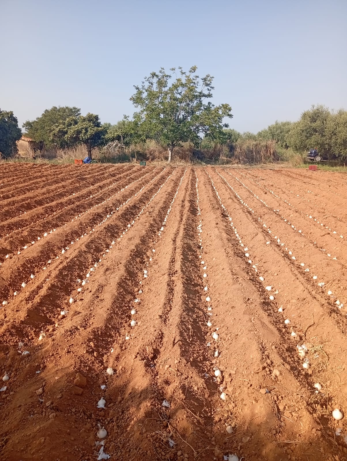 Fileres de calçots acabats de plantar en terra vermella